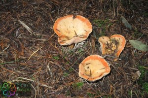 Lactarius deliciosus (1000 x 750).jpg_product_product